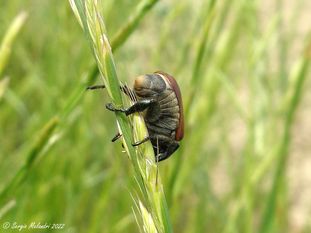 Rutelidae: Anisoplia tempestiva